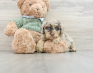 7 week old Poodle Puppy For Sale - Premier Pups