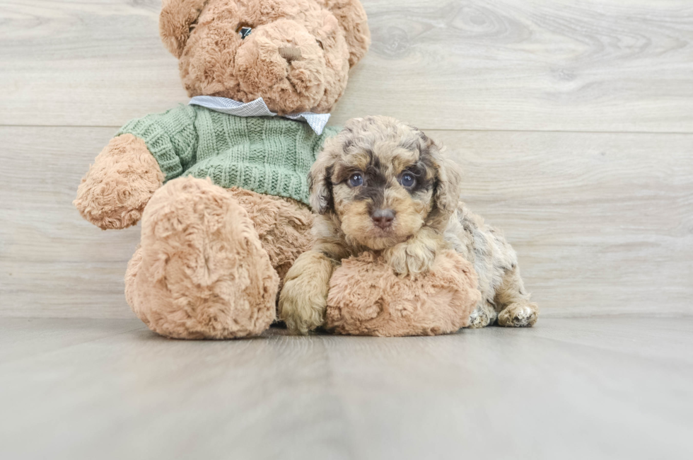 6 week old Poodle Puppy For Sale - Premier Pups