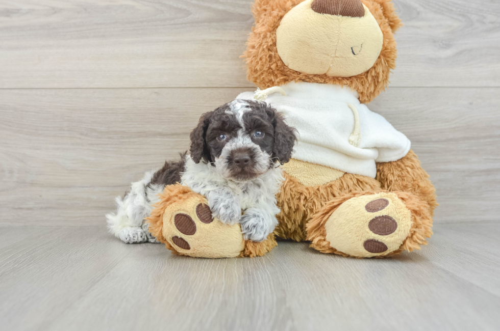 7 week old Poodle Puppy For Sale - Premier Pups