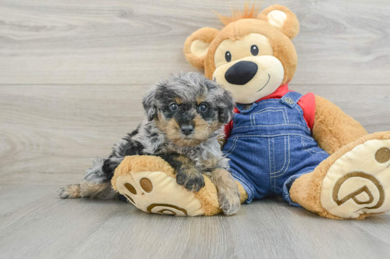 Meet Derby - our Poodle Puppy Photo 1/3 - Premier Pups