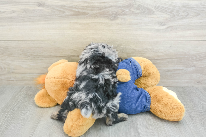 Meet Derby - our Poodle Puppy Photo 2/3 - Premier Pups