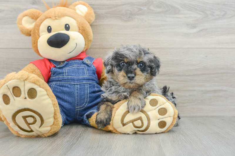 Meet Derby - our Poodle Puppy Photo 3/3 - Premier Pups