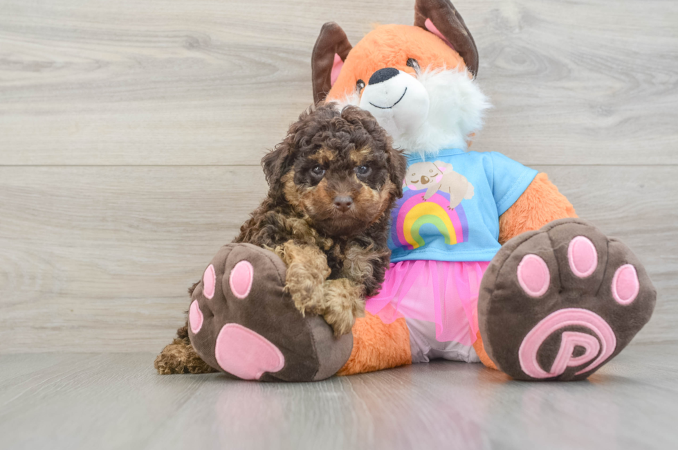 5 week old Poodle Puppy For Sale - Premier Pups