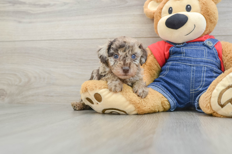 6 week old Poodle Puppy For Sale - Premier Pups