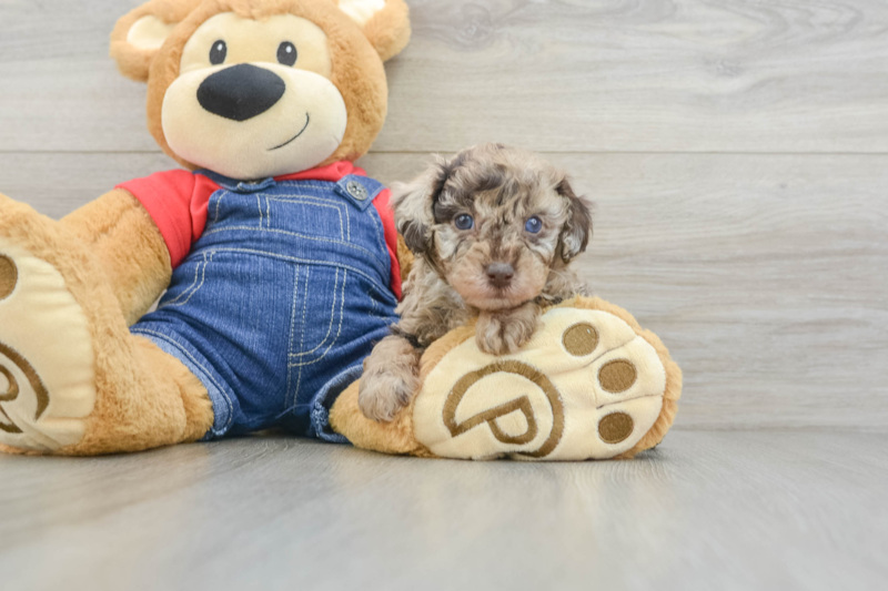 Meet Derby - our Poodle Puppy Photo 3/3 - Premier Pups