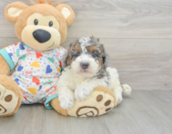 8 week old Poodle Puppy For Sale - Premier Pups