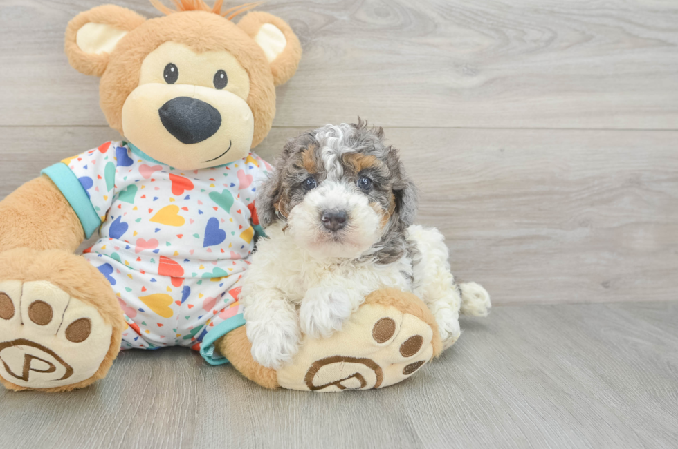 5 week old Poodle Puppy For Sale - Premier Pups