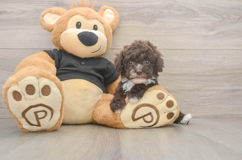 5 week old Poodle Puppy For Sale - Premier Pups
