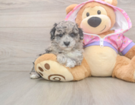 7 week old Poodle Puppy For Sale - Premier Pups