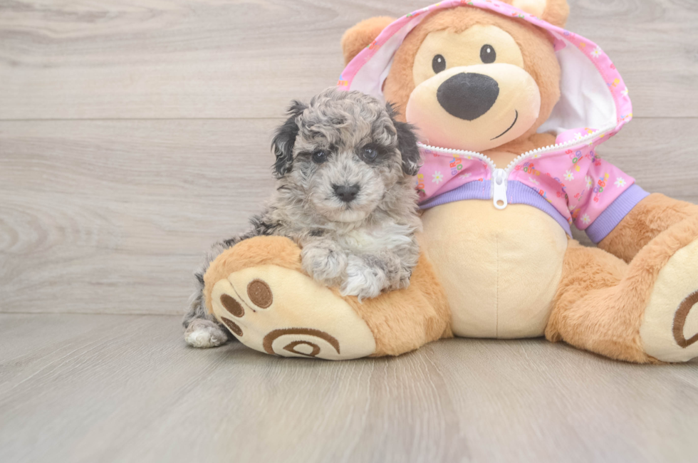 5 week old Poodle Puppy For Sale - Premier Pups