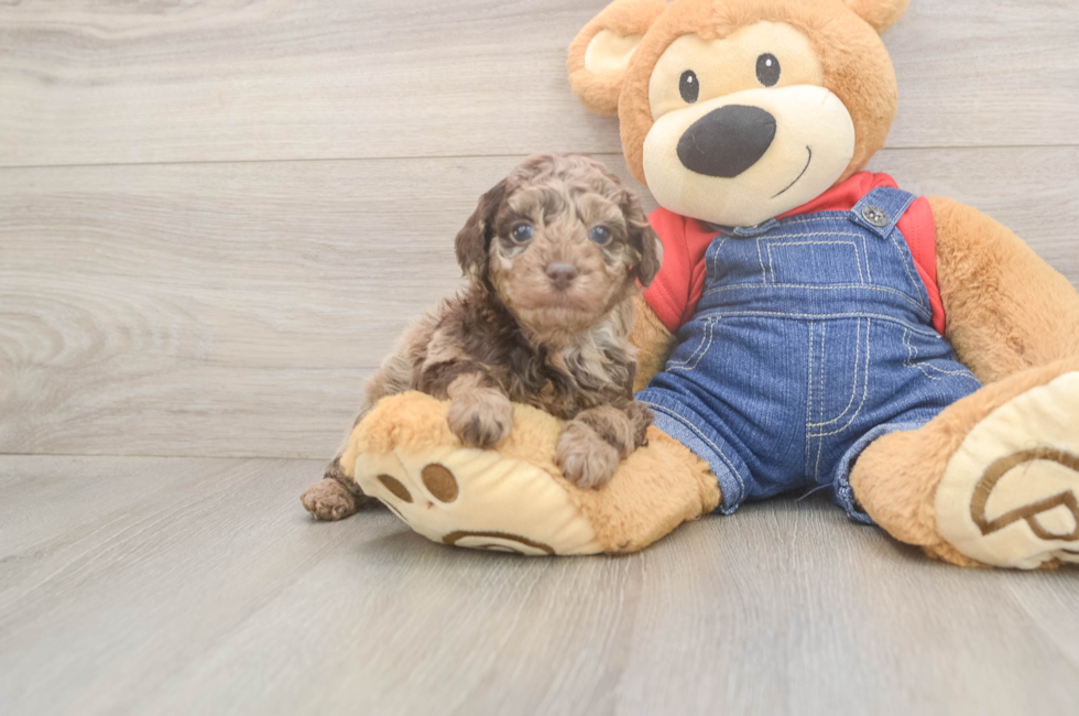 5 week old Poodle Puppy For Sale - Premier Pups