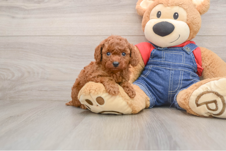 Adorable Toy Poodle Purebred Puppy