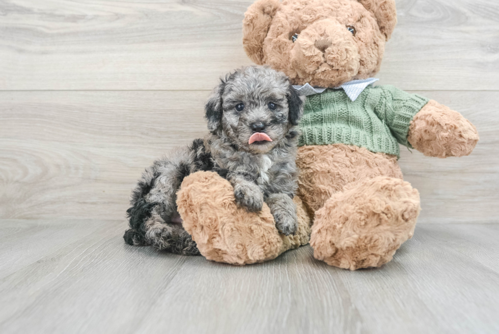 Poodle Pup Being Cute