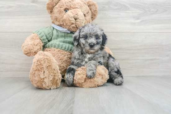 Poodle Puppy for Adoption