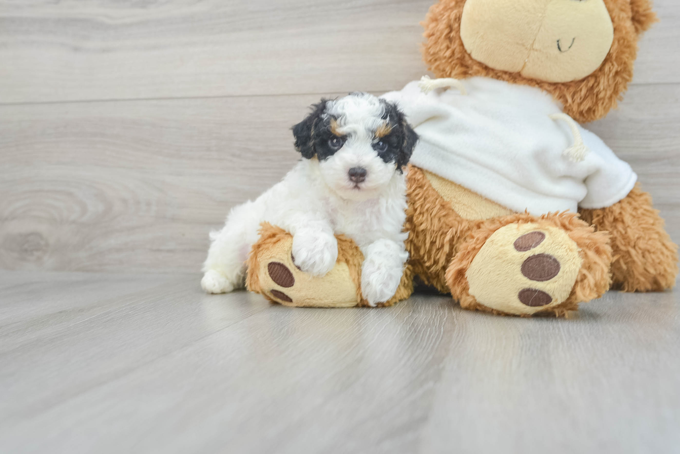 Cute Pudle Purebred Puppy