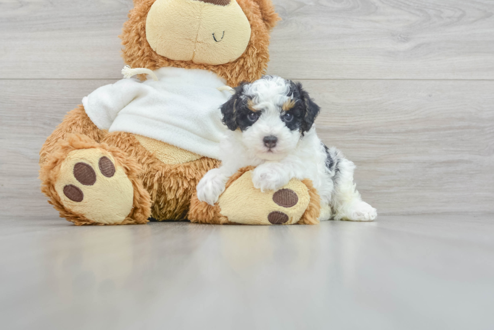 Playful Poodle Purebred Pup