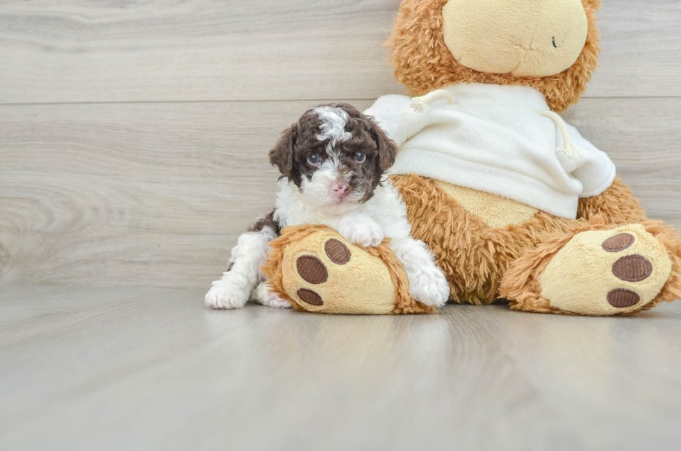 5 week old Poodle Puppy For Sale - Premier Pups