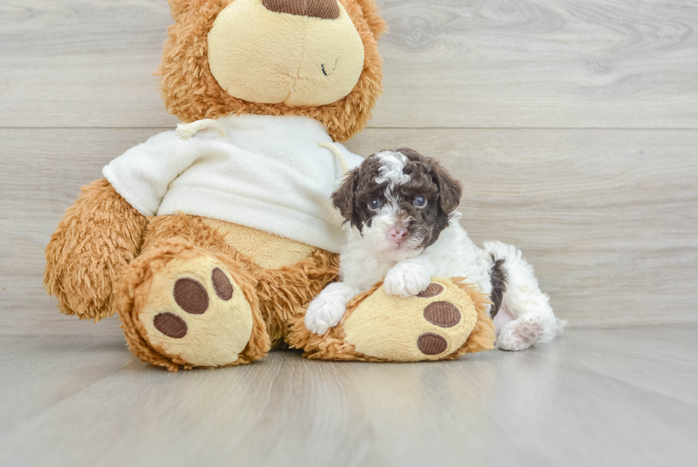 Playful Poodle Baby