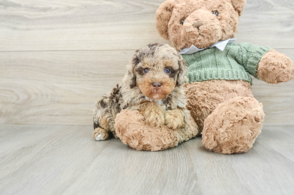 6 week old Poodle Puppy For Sale - Premier Pups