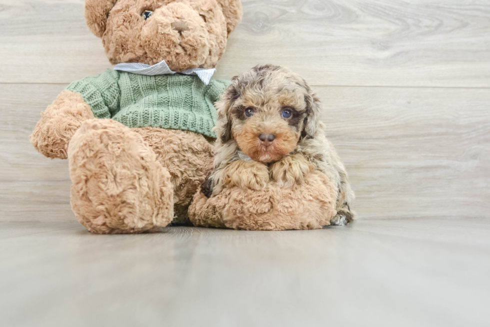 Funny Poodle Purebred Pup