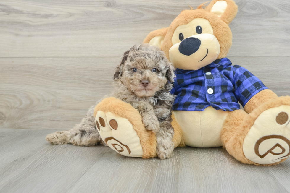 Playful Poodle Baby