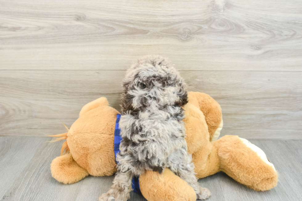 Poodle Pup Being Cute