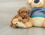 5 week old Poodle Puppy For Sale - Premier Pups