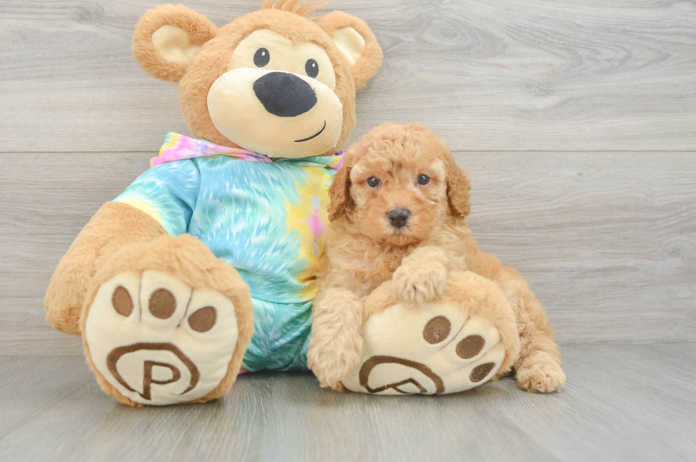 5 week old Poodle Puppy For Sale - Premier Pups