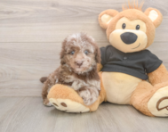 7 week old Poodle Puppy For Sale - Premier Pups