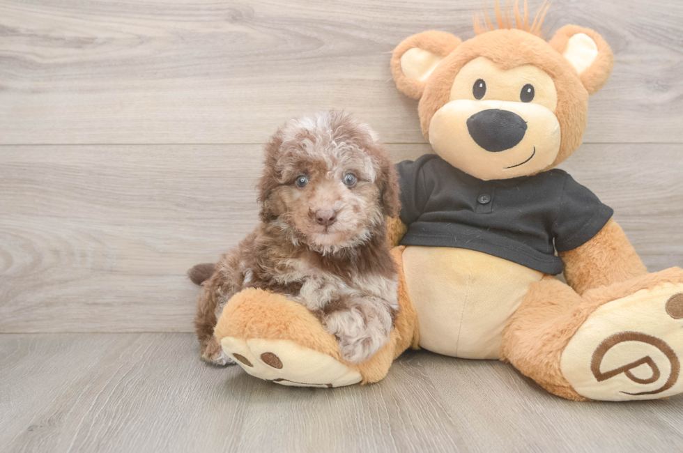 5 week old Poodle Puppy For Sale - Premier Pups