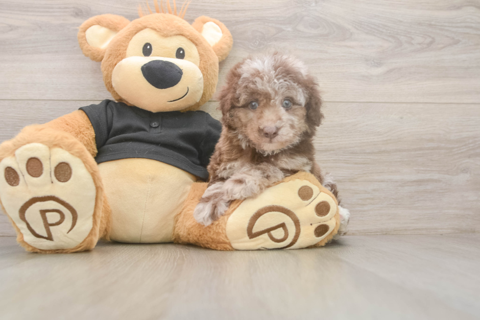 Best Poodle Baby