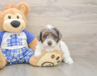 8 week old Poodle Puppy For Sale - Premier Pups