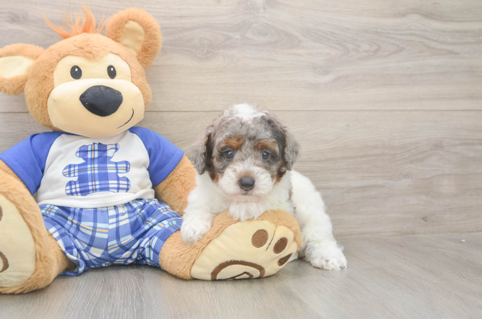 5 week old Poodle Puppy For Sale - Premier Pups