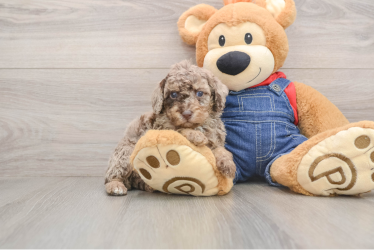 Akc Registered Poodle Purebred Pup