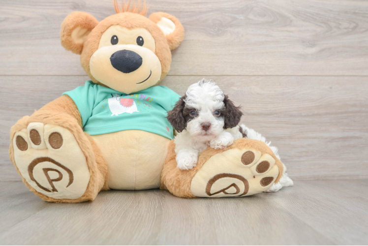 Small Poodle Purebred Pup