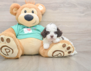 5 week old Poodle Puppy For Sale - Premier Pups