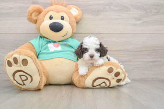 Small Poodle Purebred Pup