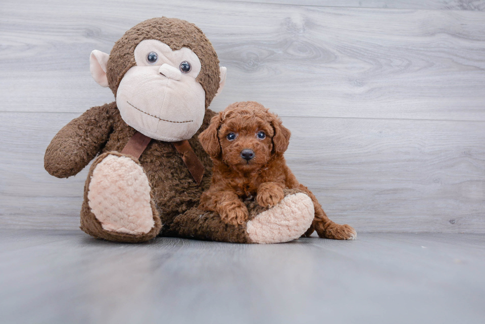 Little Poodle Purebred Pup