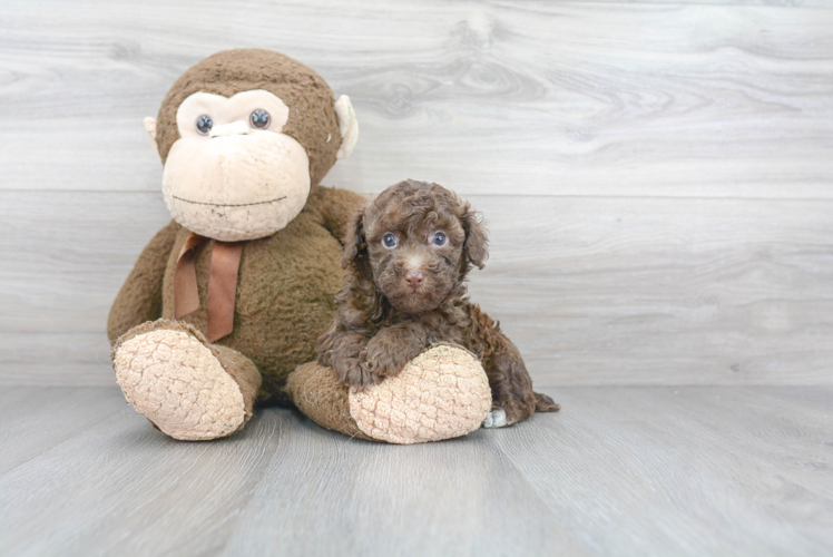 Akc Registered Poodle Purebred Pup