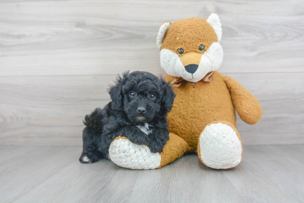 Poodle Pup Being Cute