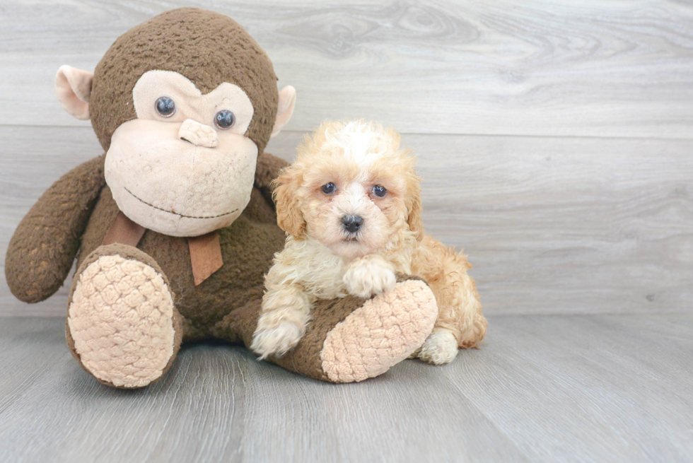 Little Poodle Purebred Pup