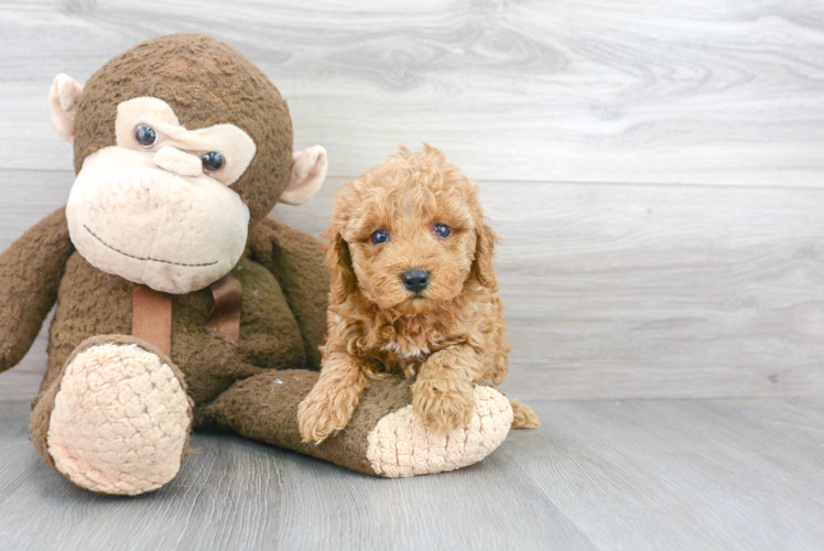 Poodle Puppy for Adoption