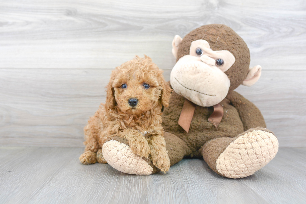 Friendly Poodle Baby