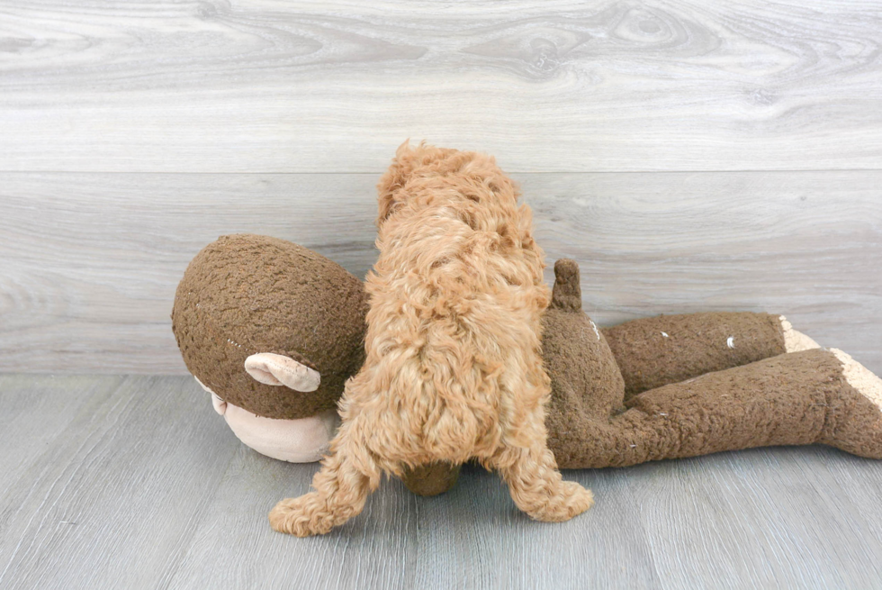 Akc Registered Poodle Baby
