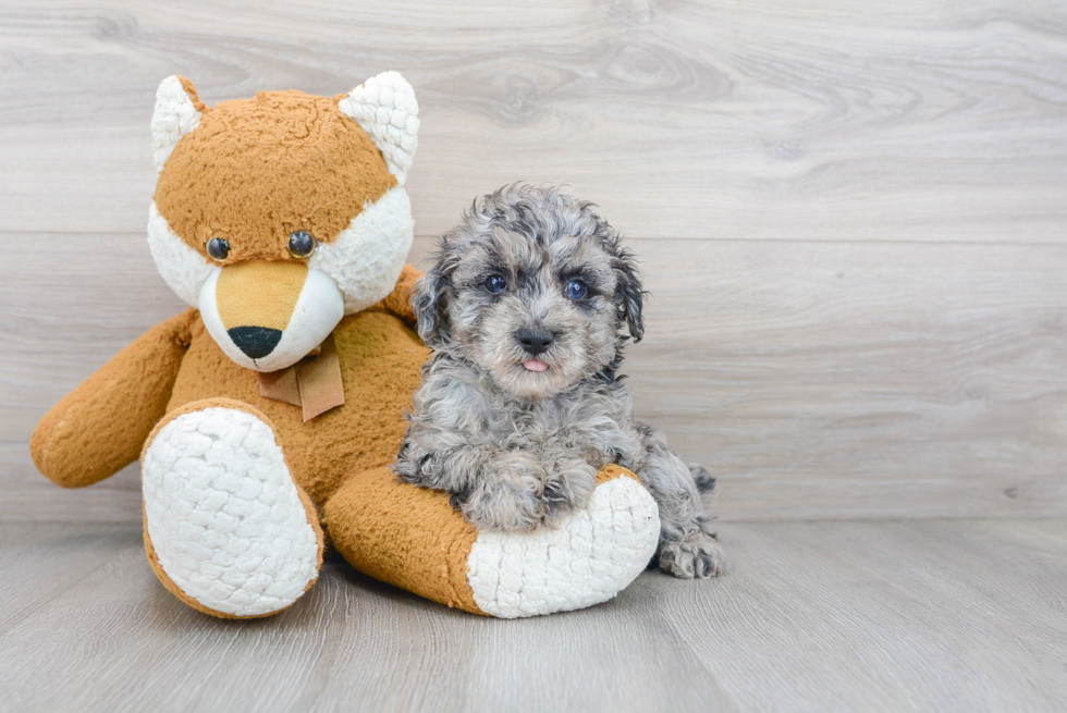 Playful Poodle Baby