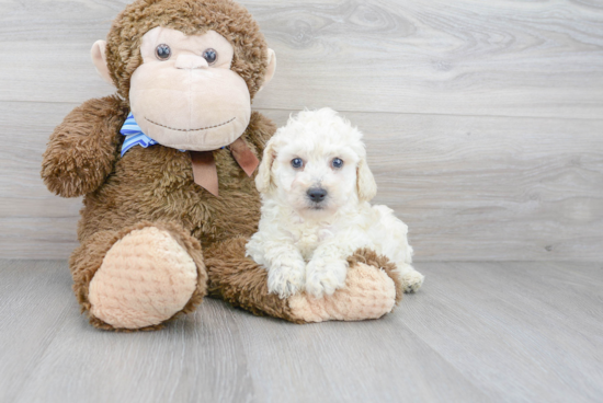 Playful Poodle Baby