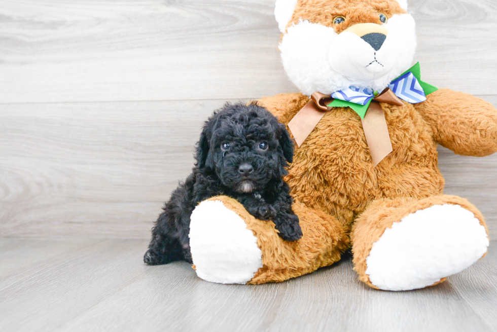 Fluffy Pudle Purebred Puppy