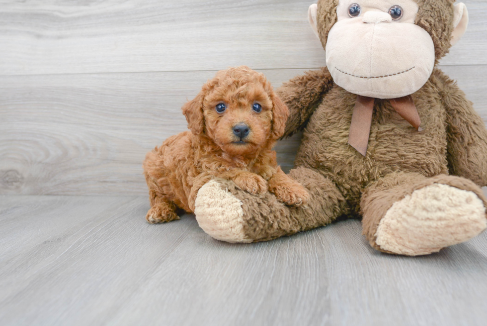 Poodle Puppy for Adoption