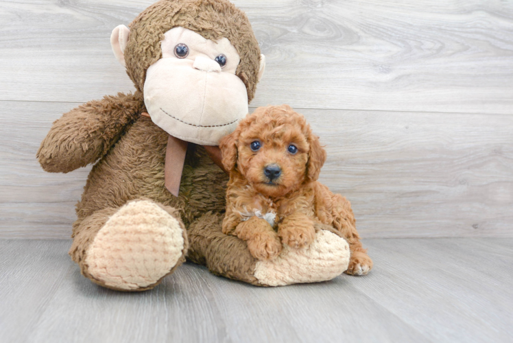 Cute Pudle Purebred Puppy