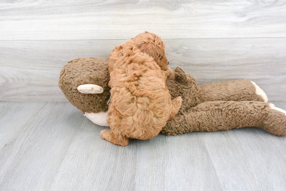 Cute Poodle Baby